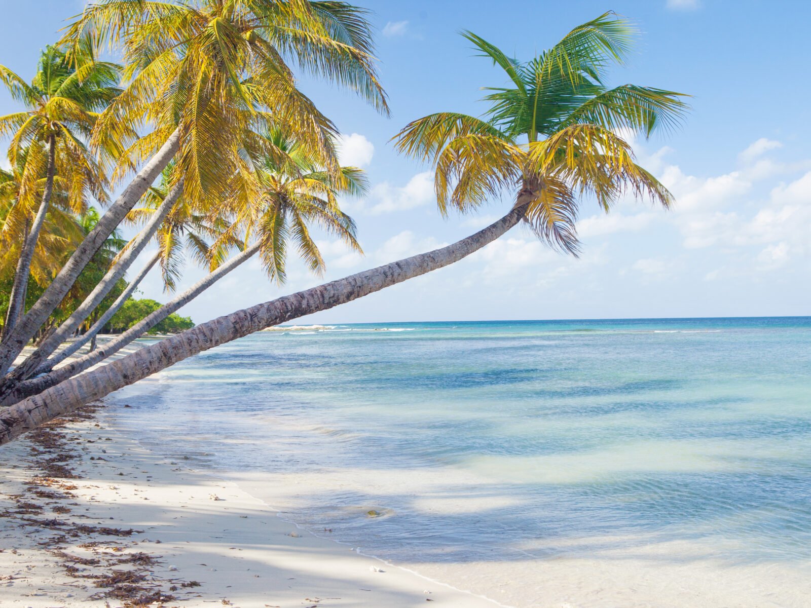Caribbean,Mustique,Island,One,Of,The,Grenadines,Tropical,Beach,With
